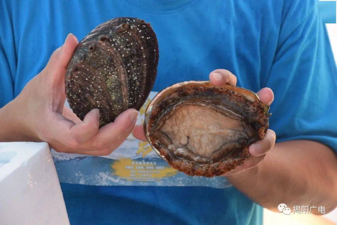 2斤(一个)的"黄金鲍",拍出13800元!_鲍鱼