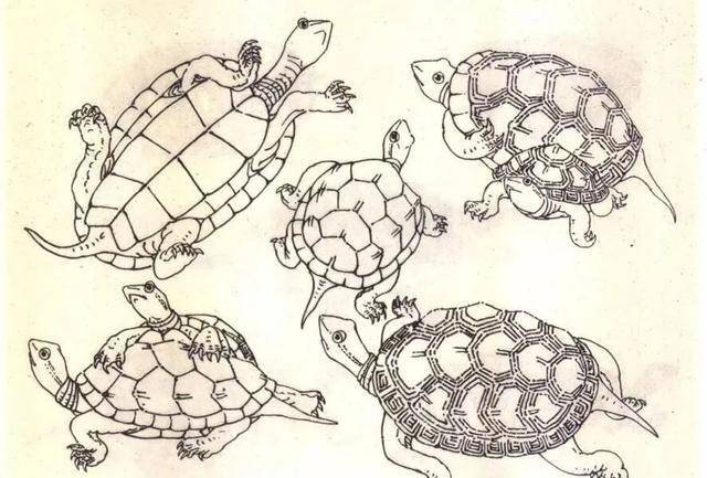乌龟大师画法图片