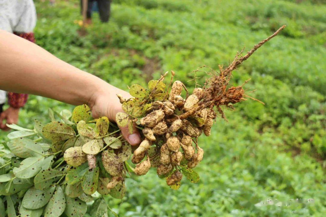 千名记者一线行丨那旺村红衣花生长势喜人丰收在望