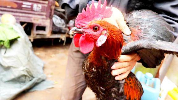 农村妈妈太心善杀鸡前先念一段顺口溜鸡肉吃起来真香