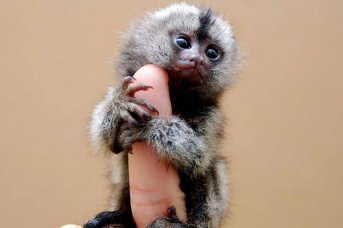 世界最小的猴子有多大巴掌上能放好几个灵长类祖先也是这么大