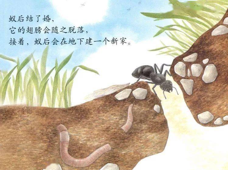 【绘本时光】大力士——蚂蚁
