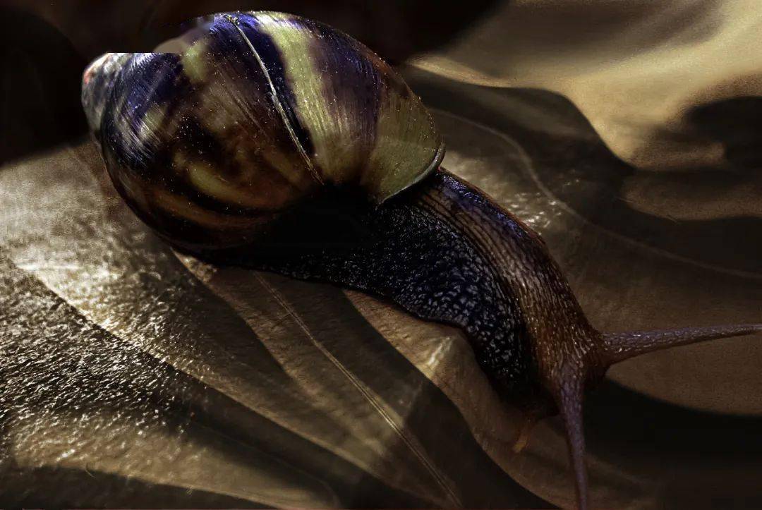 老家这个季节随处可见的东西,千万别碰!_蜗牛