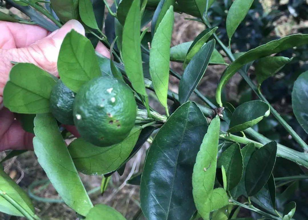 柑橘褐斑病用什么杀菌剂好用(柑橘褐斑病的特效杀菌剂)