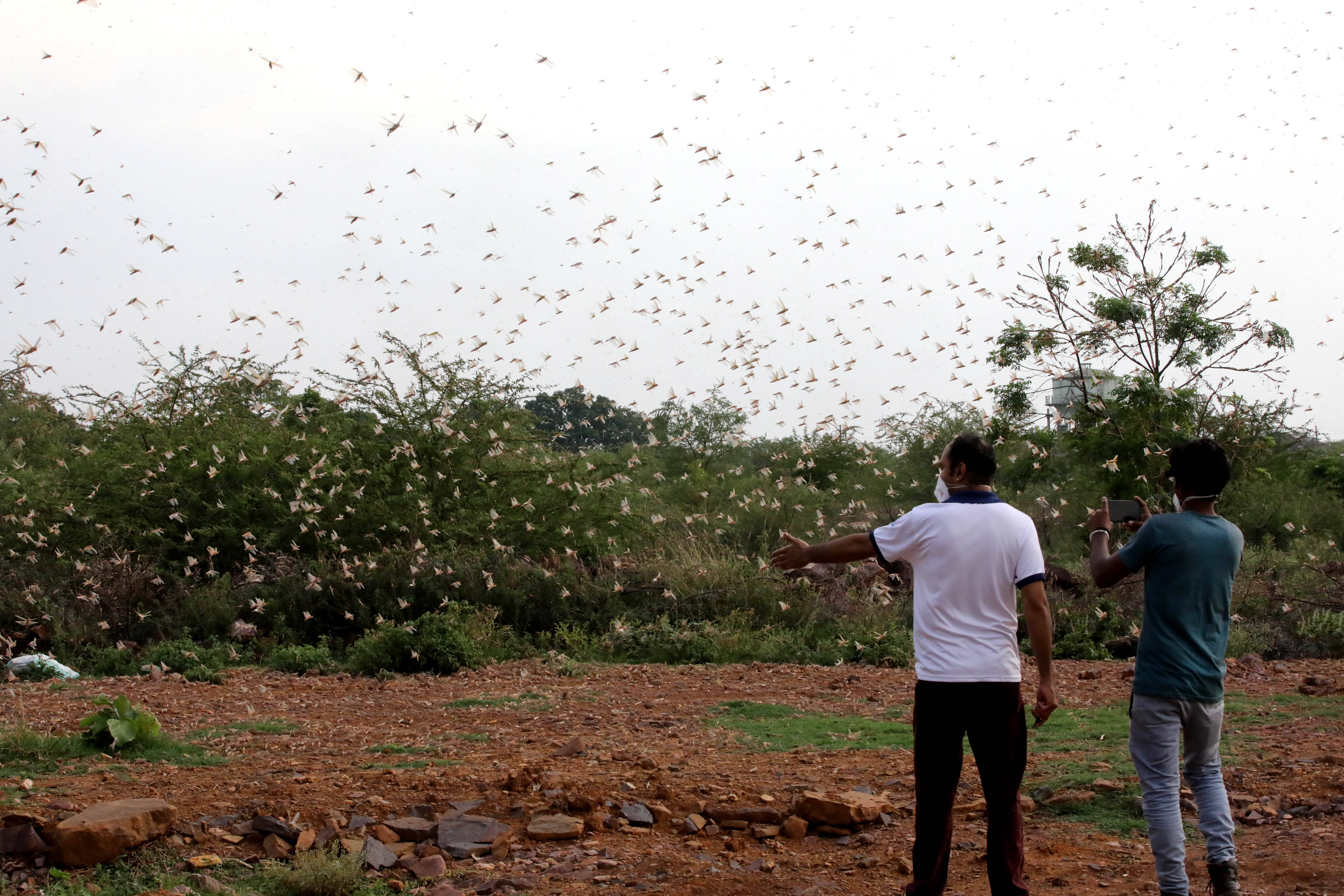 印度蝗虫灾电影图片