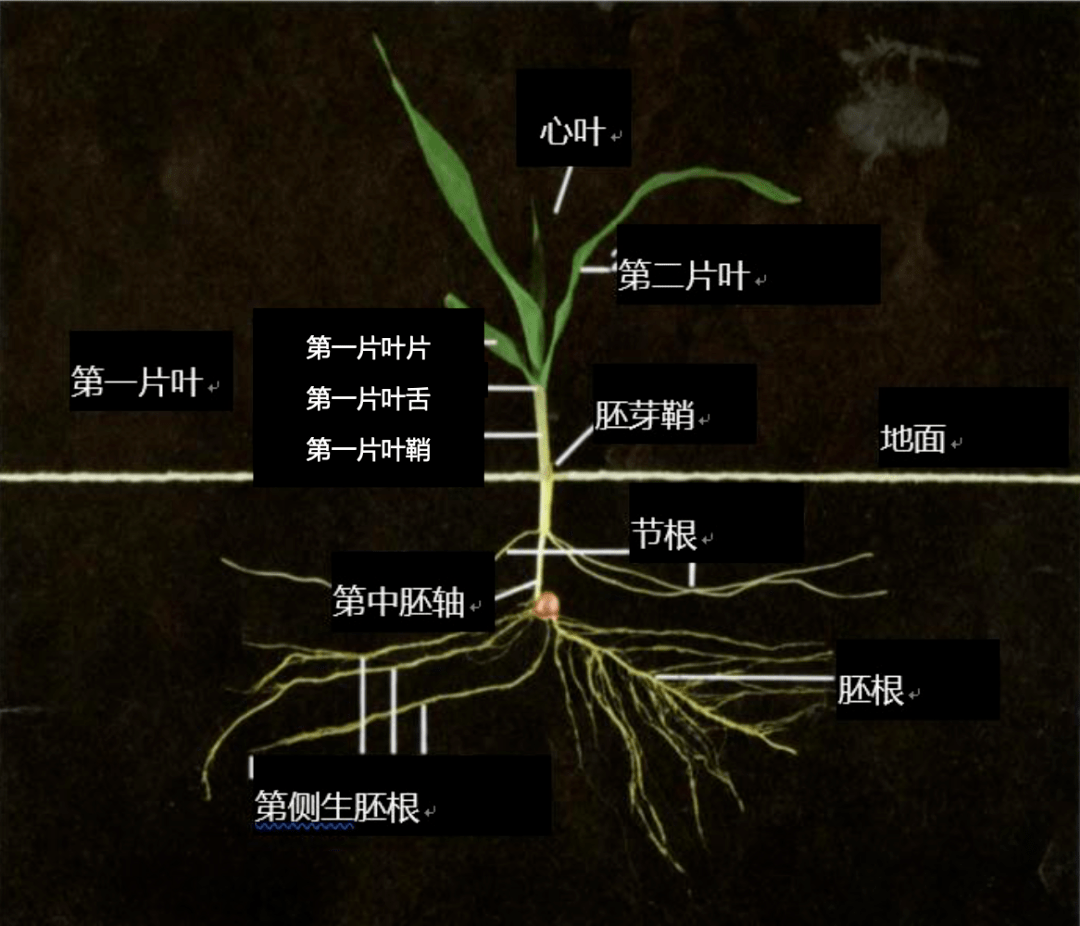 玉米叶片结构示意图图片