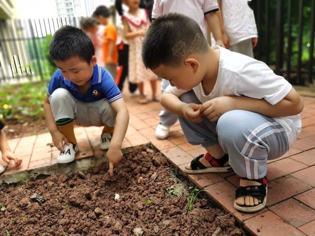 上朗中昂锦绣幼儿园户外种植活动播种绿色呵护成长