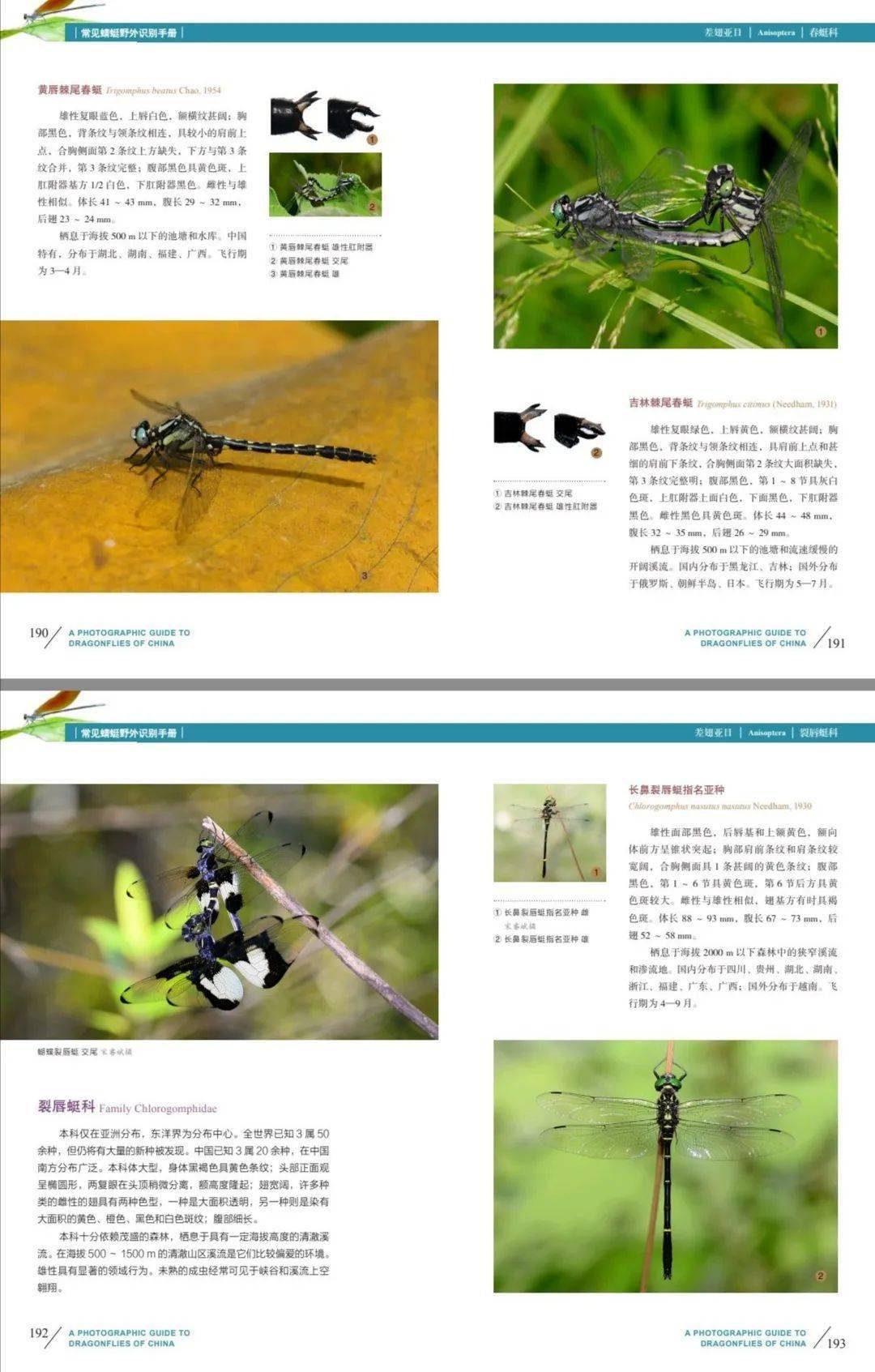 新书推介常见蜻蜓野外识别手册先行定制版全款预售