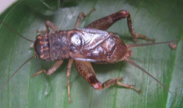 2007年的将虫草紫黄与紫尖翅