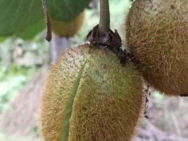 猕猴桃裂果是典型的缺硼症状.