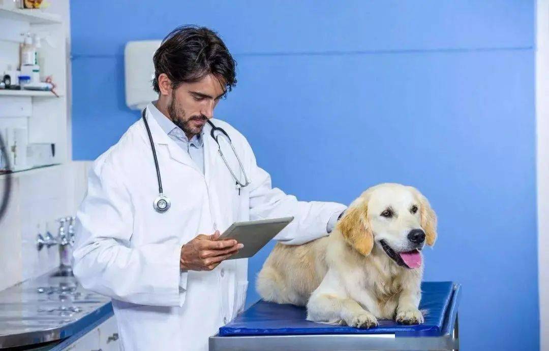 Dog Medical Exam