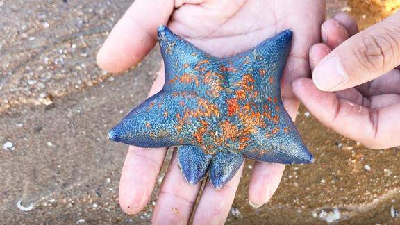 小斗赶海给粉丝捡海星,没想到捡到一个六角的海星!高兴坏了