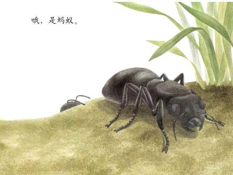【绘本时光】大力士——蚂蚁