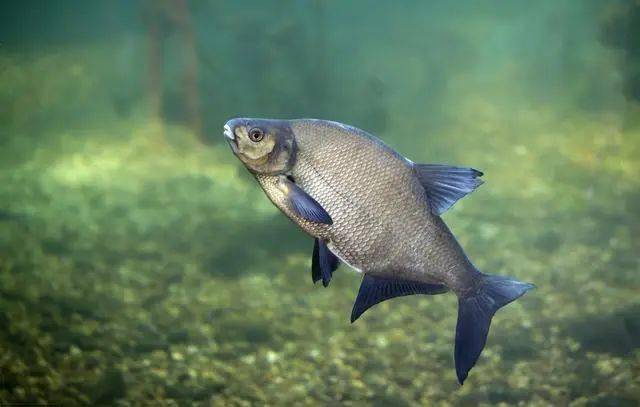 夏季水库这样钓鳊鱼鱼口根本停不下来