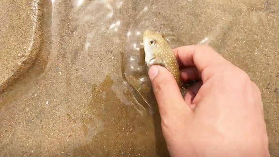 海邊小鬥在海邊這種魚不但有劇毒生氣了肚子還會變大