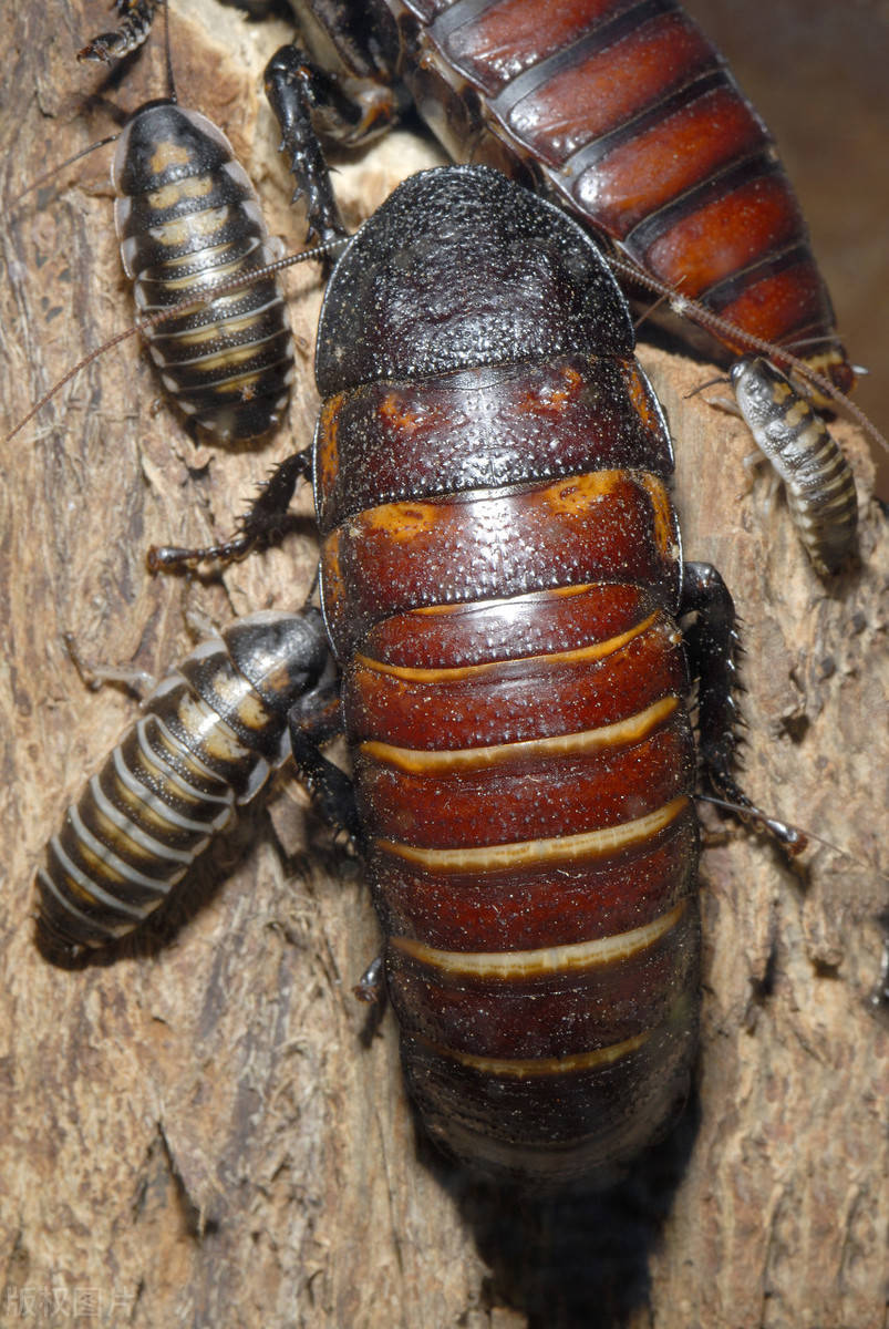 打不死的"小强"!美国一研究表明,杀虫剂几乎不可能杀死蟑螂