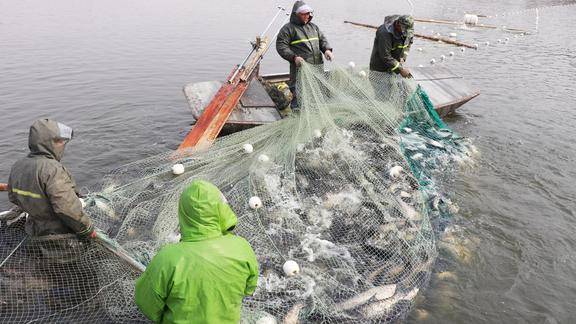 农村小鹏带你看捕鱼迷魂阵下一次能打8万斤大鱼场面太壮观了