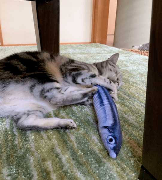 有一说一猫就是馋鱼的身子