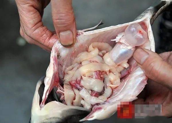 (鱼腹内的绦虫,面条虫)绦虫病:虫体似粗棉线,毛细线虫寄生于草鱼,鲢鱼