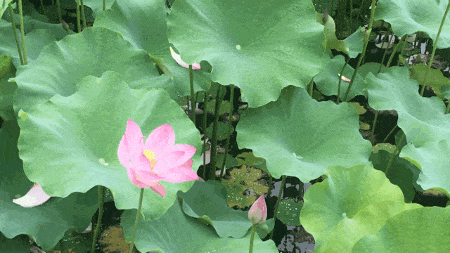 注:文中部分图片来自往届瘦西湖荷花睡莲展摄影比赛获奖作品编辑:思瑞