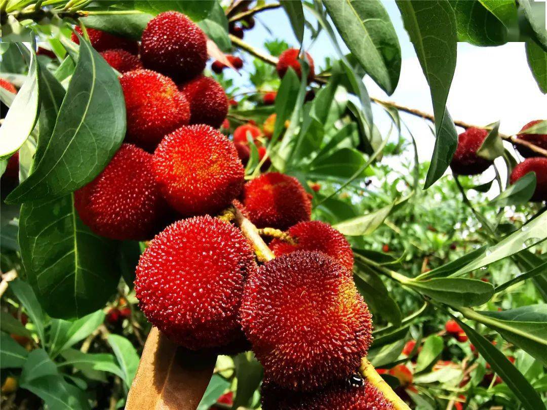 我为乡亲卖农货盘龙杨梅熟啦地址电话都有了