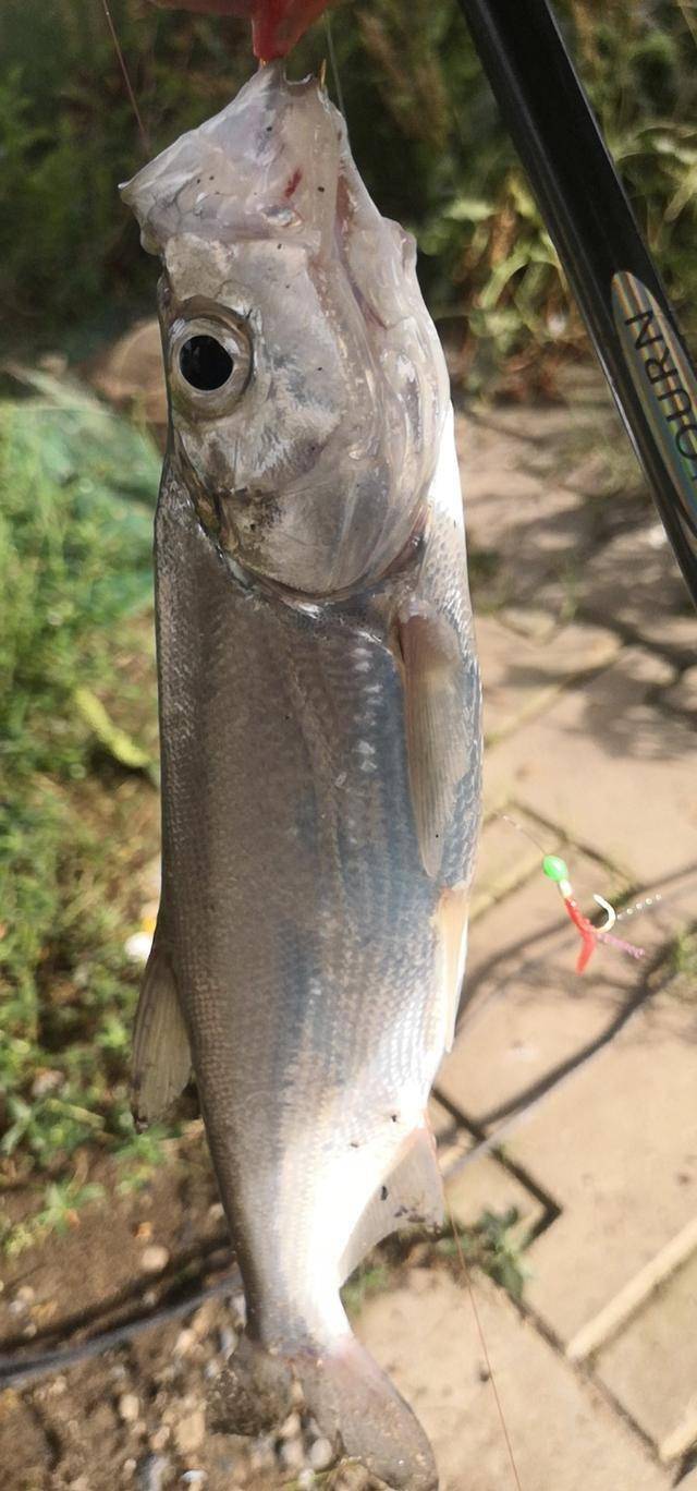 学会这些串钩钓翘嘴技巧夏季出钓让你收获满满