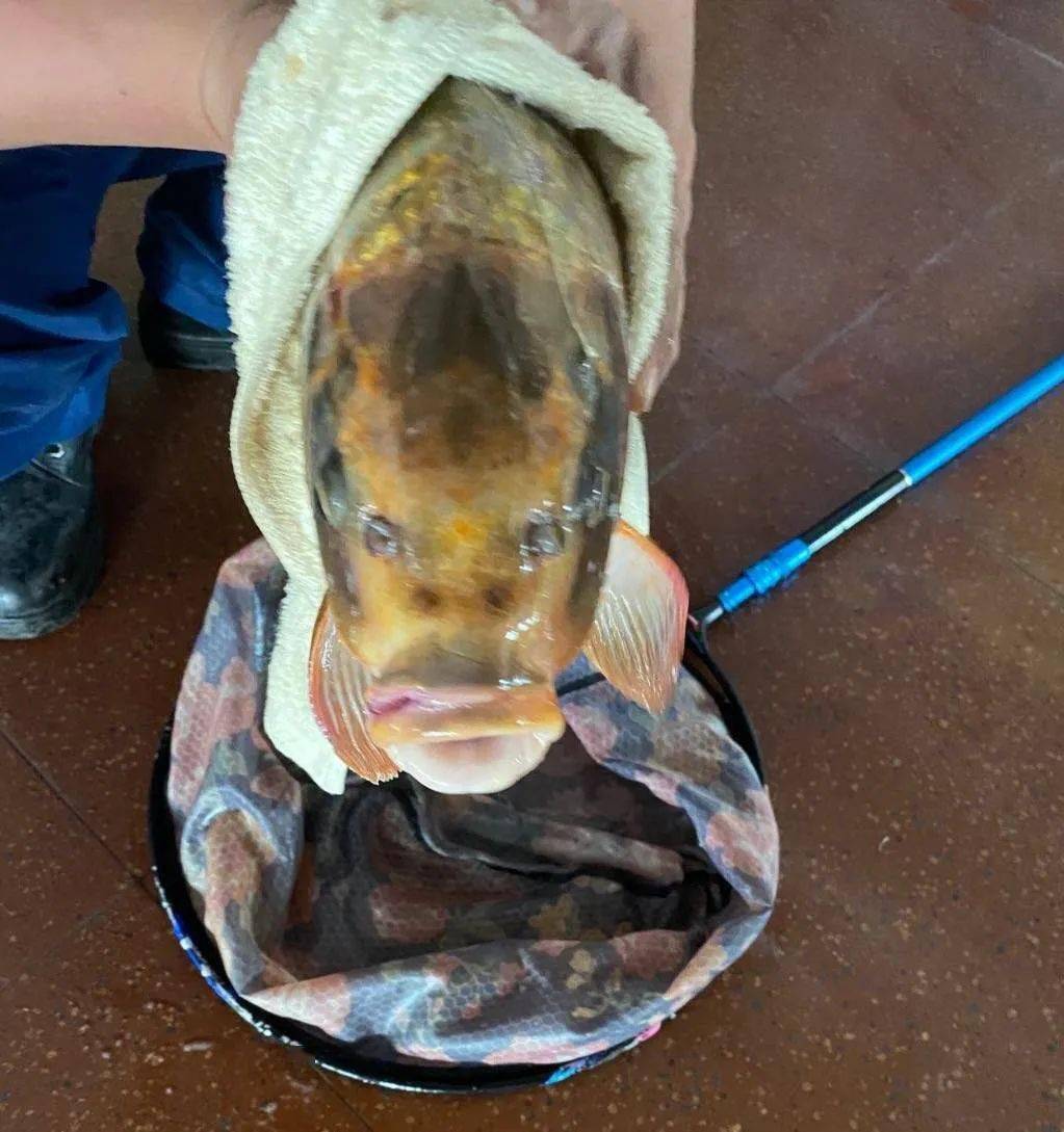 市民在临淄钓到一条鱼,头部可见人脸图案……_手机搜狐网