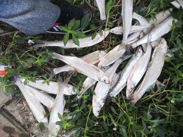 学会这些串钩钓翘嘴技巧夏季出钓让你收获满满