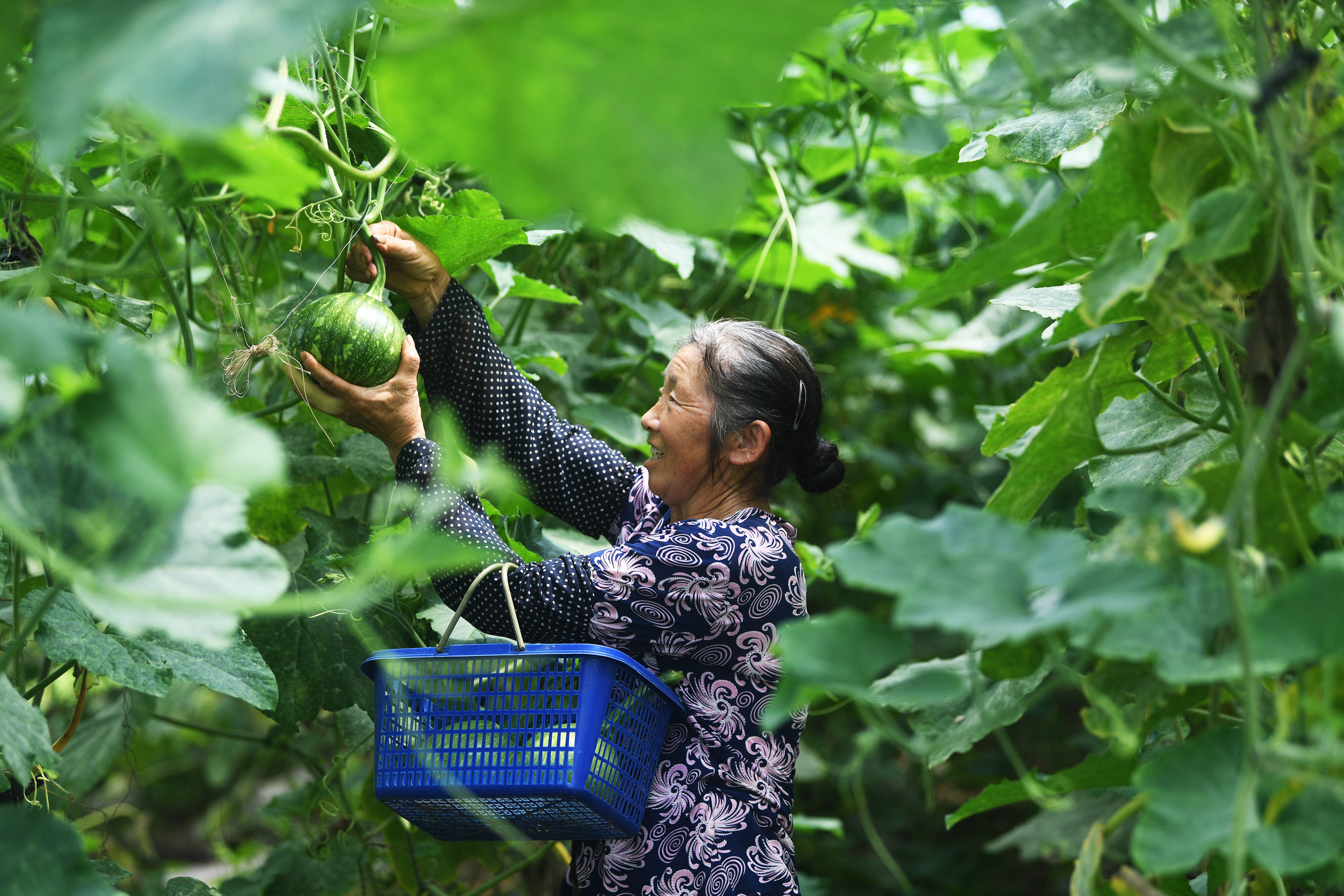 重庆渝北高山蔬菜助力乡村振兴