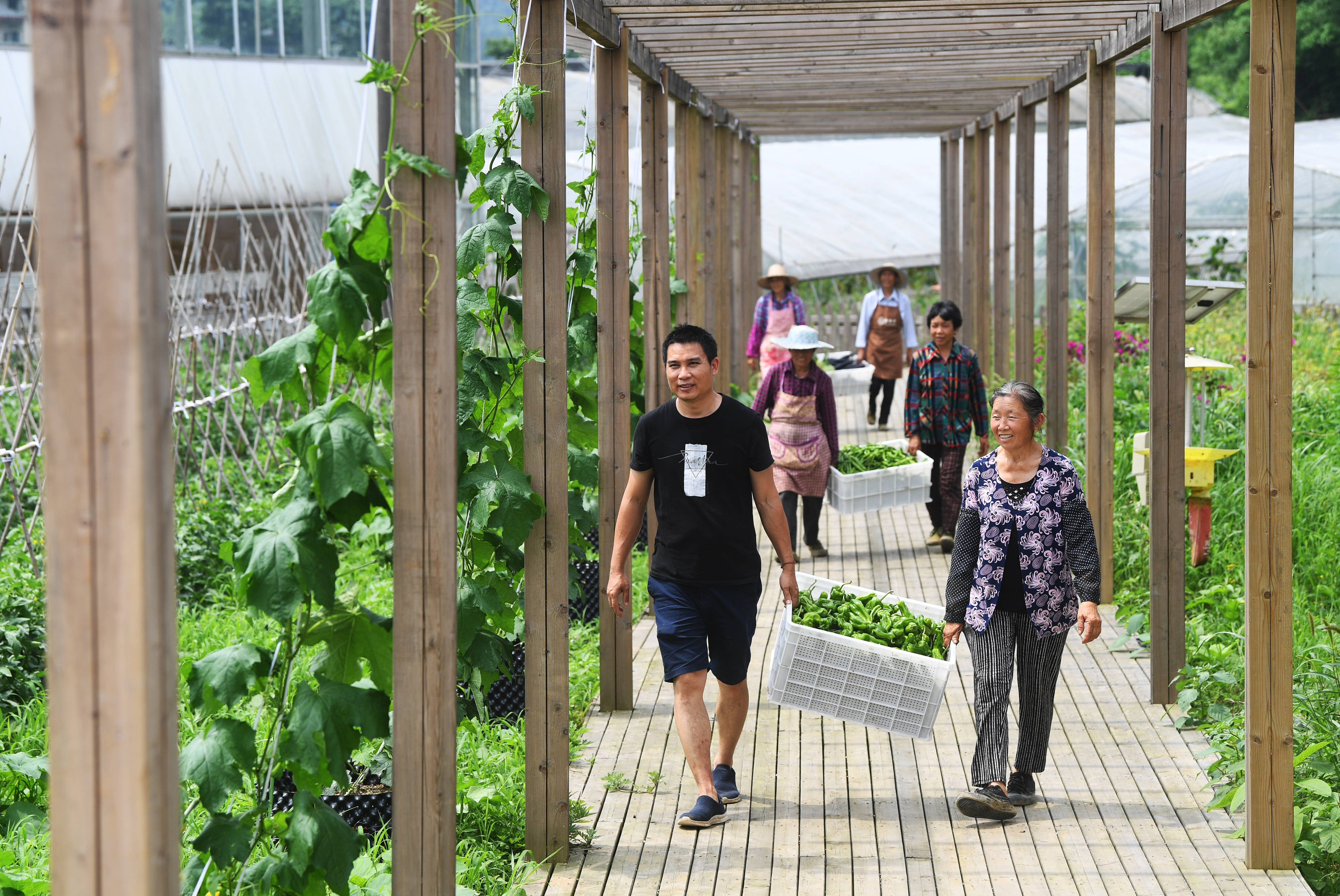 重慶渝北:高山蔬菜助力鄉村振興_洛磧鎮