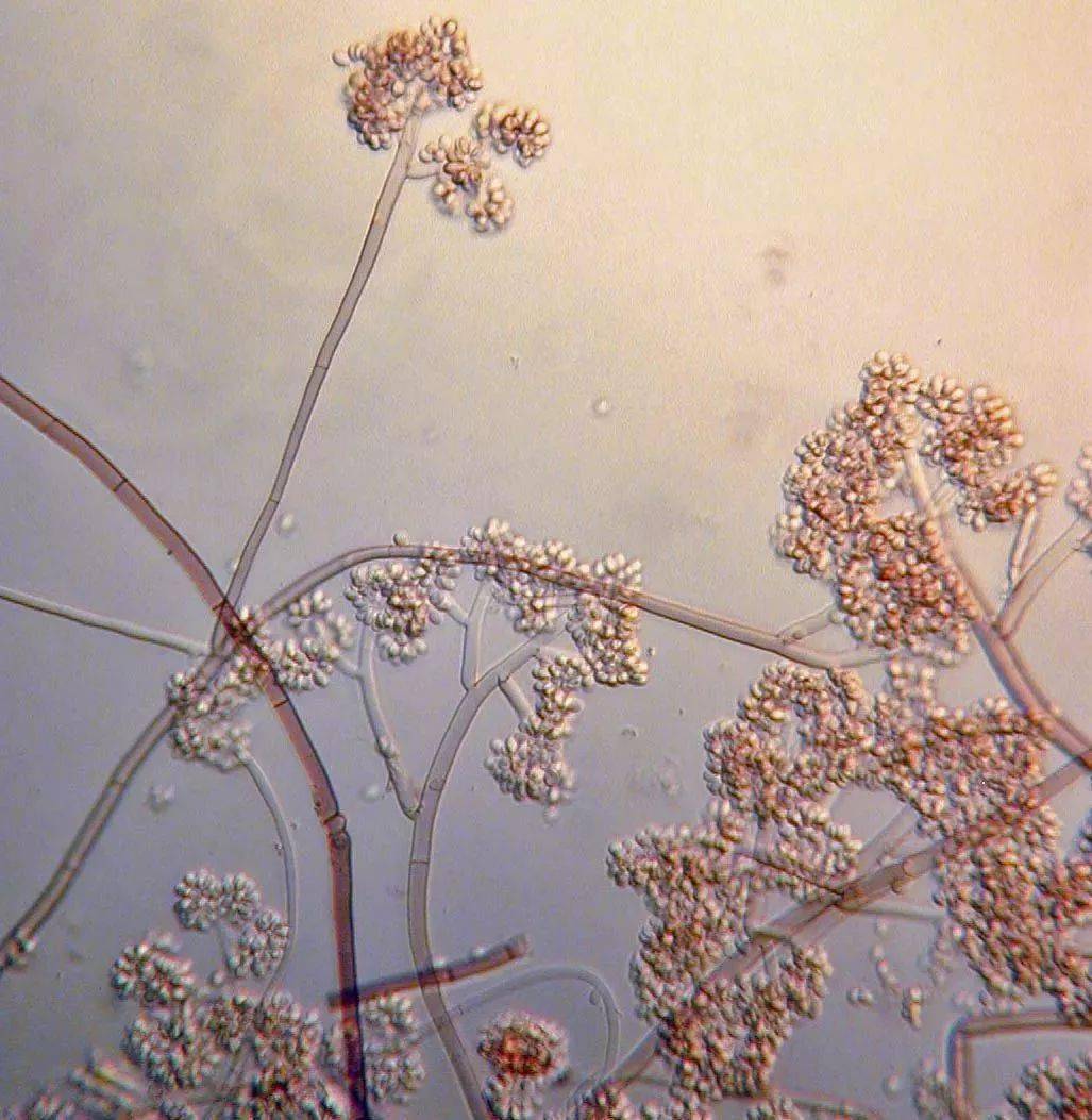 贵腐菌其实是一种真菌——灰葡萄孢霉(botrytis cinerea),这种菌本身