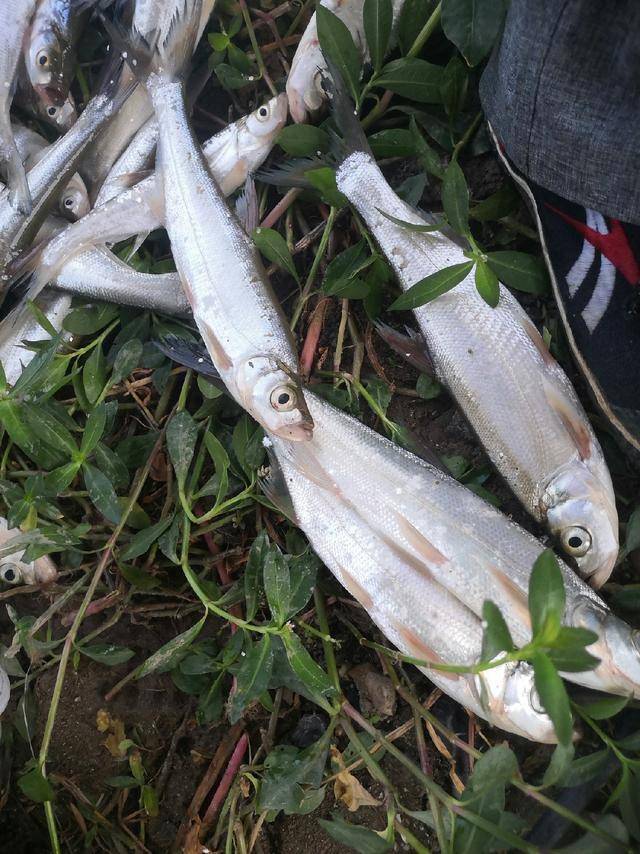 学会这些串钩钓翘嘴技巧夏季出钓让你收获满满