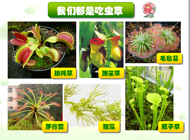 幸福课堂画出神奇植物吃虫草记2018级16班美术课