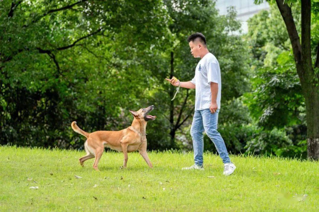 马犬,史宾格的高清美图