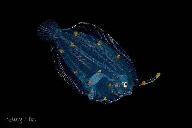 比目鱼幼鱼 比目鱼幼鱼二只眼睛是长在身体的两侧.