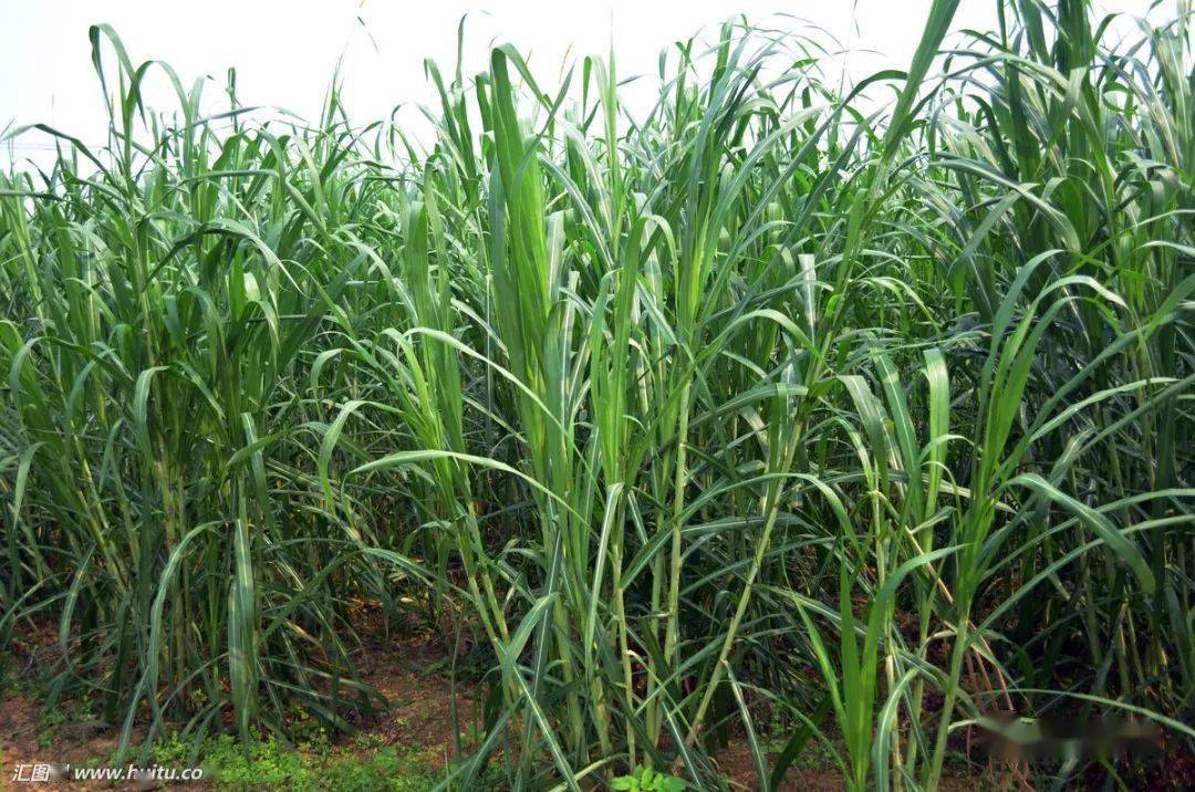 2,甜象草 甜象草是一种和皇竹草类似的多年生禾本科狼尾草属植物,具有
