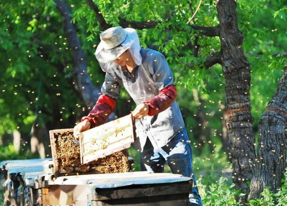 新華社山東樂陵棗花引來養蜂人