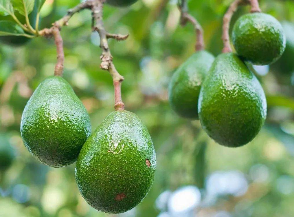 超高的营养价值使菲油果被成为"水果中的中华鲟",那么,菲油果如何种植