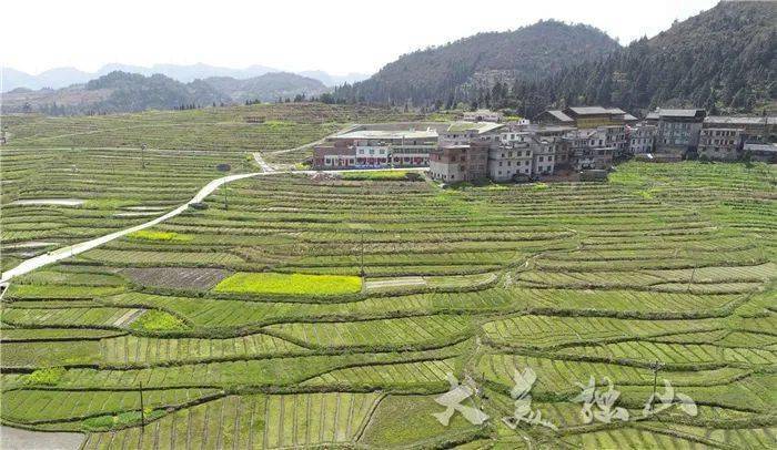 独山水苔走俏国际市场_种植