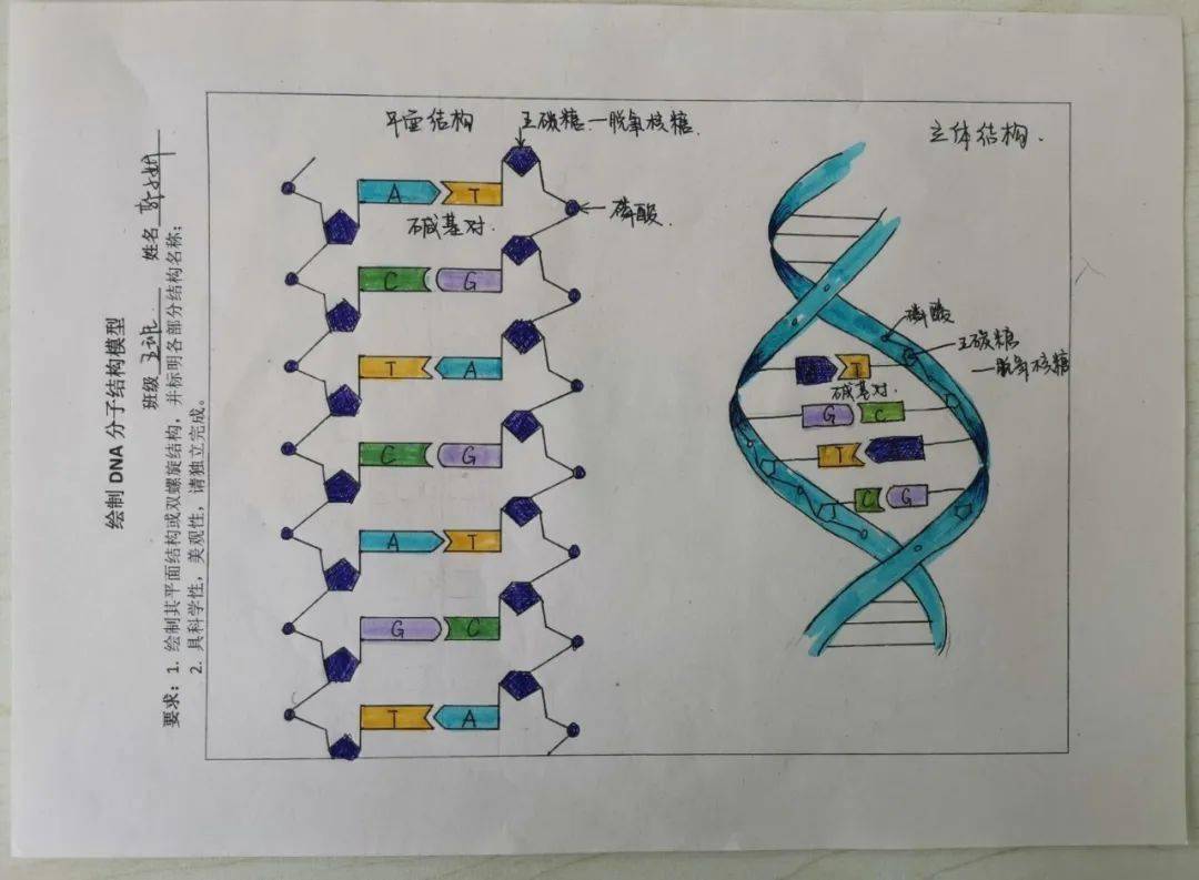 隐藏的是人类遗传的奥秘——记高一年级手绘dna分子结构模型比赛_手机