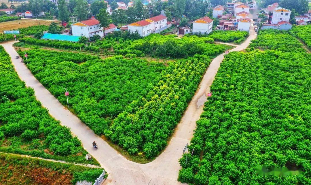航拍宁陵◎万亩梨园景连景