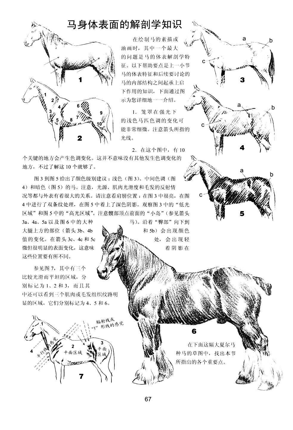 世界绘画经典教程：动物素描-搜狐大视野-搜狐新闻