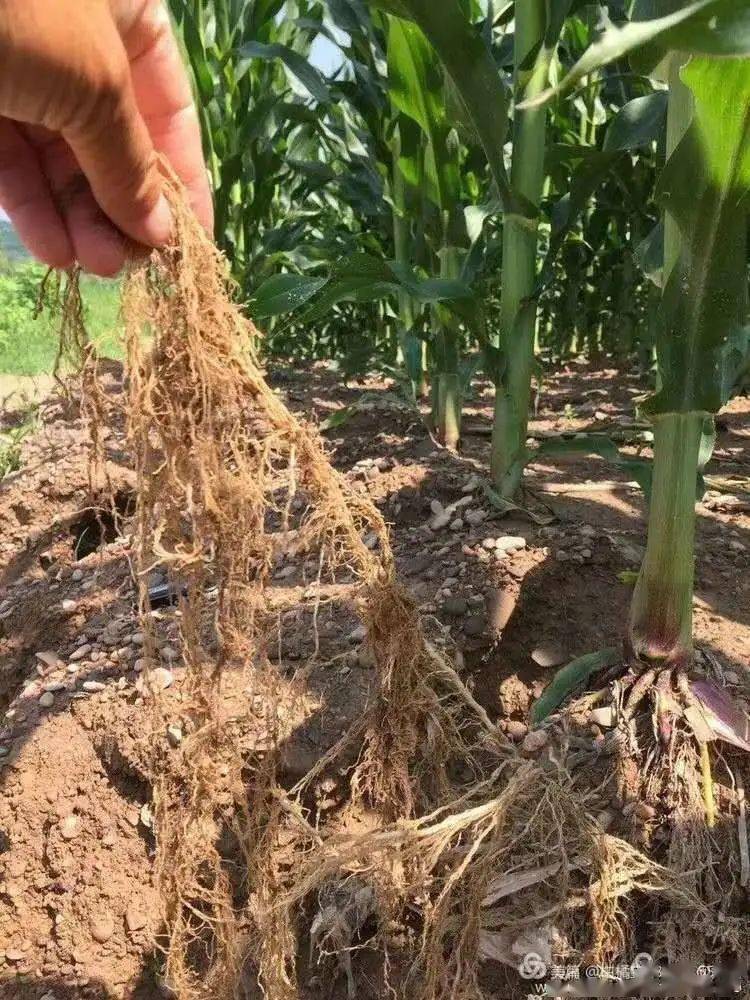 实验一:蓬根5公斤/亩,玉米大田实验30天效果,玉米植株表现为:白根多