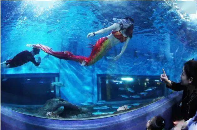 亲子旅行漫步海底领略迷人海底景观还可以观看海豚美人鱼表演哦燥起来