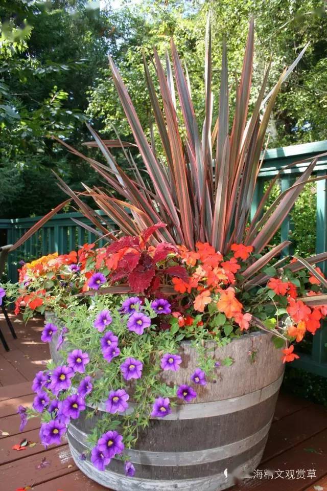 观赏草组合盆栽赏析