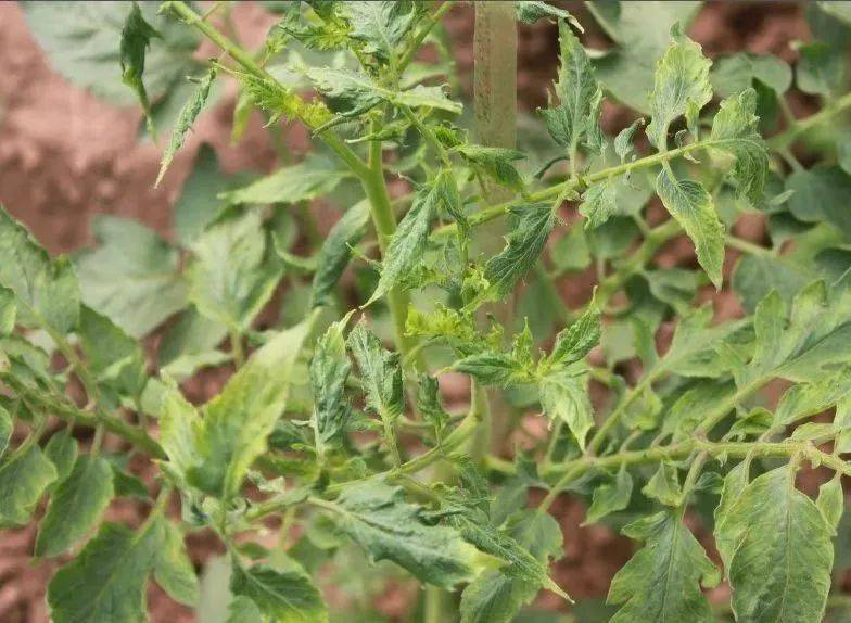 怎样合理防治番茄病毒病?_植株