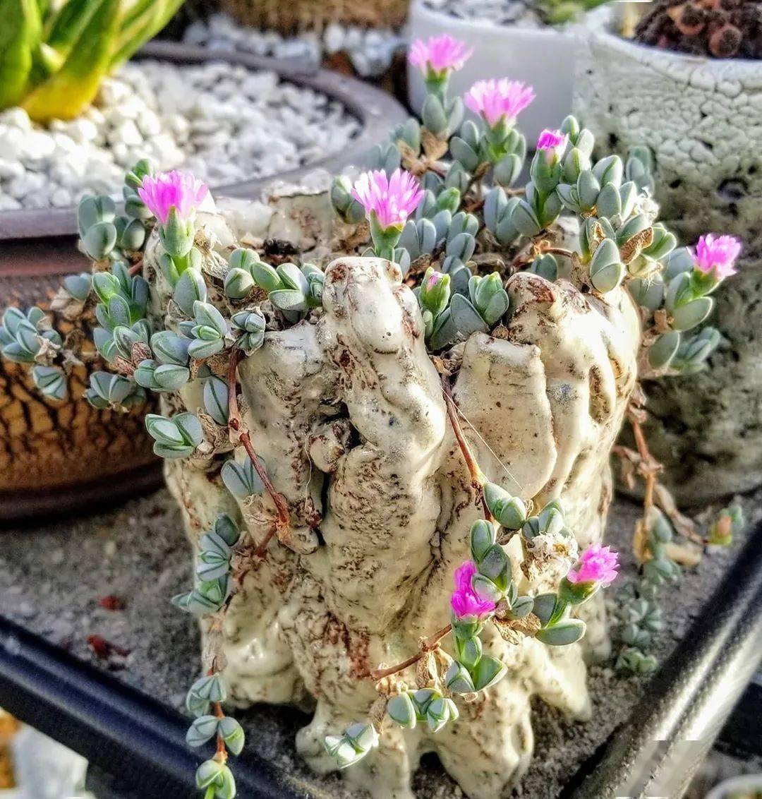 南非多肉养护经验谈温差和用肥的奥妙