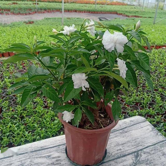 土壤,肥料在土壤方面,狗牙花和大多数花卉品种没啥区别,喜欢疏松肥沃