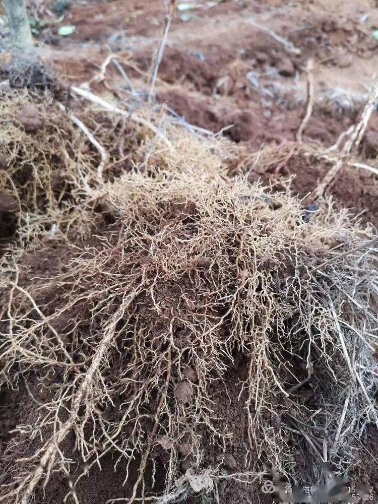 蓬根来袭一一促白根焕青春效果更给力