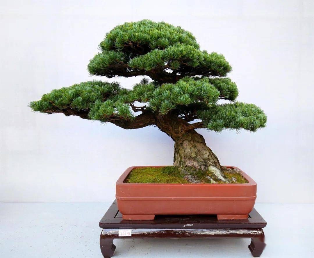 辉煌的记忆:2019国际盆景协会(bci)中国地区委员会会员盆景精品展暨